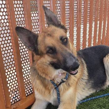 MEGAN -  German Shepherd Dog Dog for Adoption in Las Vegas, Nevada - MEGAN | PetCurious