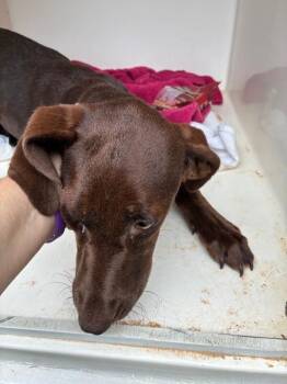 Tesoro -  Mixed Breed Dog for Adoption in Mobile, Alabama - Tesoro | PetCurious
