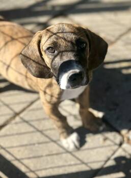 Kol -  Basset Hound Dog for Adoption in Washington, Missouri - Kol | PetCurious