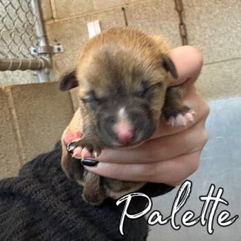 Mixed Breed Dogs Available for Adoption in Hillsboro, Ohio - Palette | PetCurious