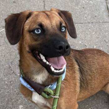Dachshund and Terrier Dogs Available for Adoption - River | PetCurious