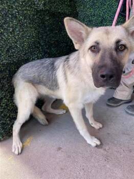 61324855 -  German Shepherd Dog and Mixed Breed Dog for Adoption in El Paso, Texas - 61324855 | PetCurious