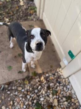 Rescue Great Pyrenees Dogs for Adoption in Bellaire, Michigan - Peaches | PetCurious