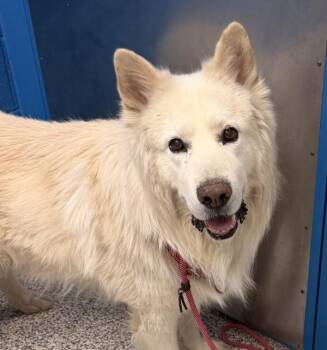 Alaskan Malamute Dogs Available for Adoption in Golden, Colorado - Hatchi | PetCurious