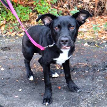 Ramsey -  Mixed Breed Dog for Adoption in Warwick, Rhode Island - Ramsey | PetCurious