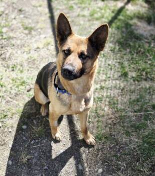 German Shepherd Dog and Australian Cattle Dogred Heeler Dogs Available for Adoption in Williams Lake, British Columbia - Pixie | PetCurious