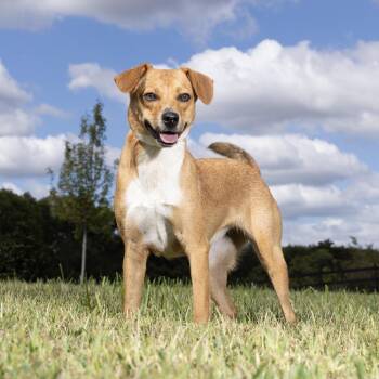 Shirley -  Mixed Breed Dog for Adoption in Franklin, Tennessee - Shirley | PetCurious