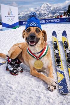 Black Mouth Cur Dogs Available for Adoption - Breezy | PetCurious