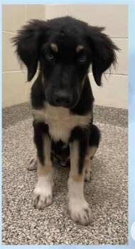 Lake -  Collie and Mixed Breed Dog for Adoption in Fayetteville, Arkansas - Lake | PetCurious