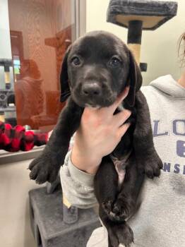 Danny -  Labrador Retriever Dog for Adoption in Gautier, Mississippi - Danny | PetCurious