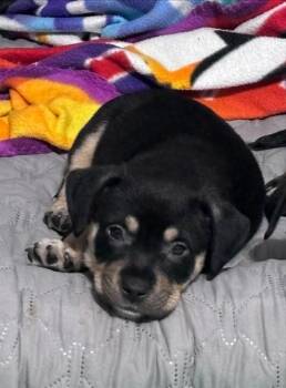 Carb -  Mixed Breed Dog Available for Adoption in Chamblee, Georgia - Carb | PetCurious