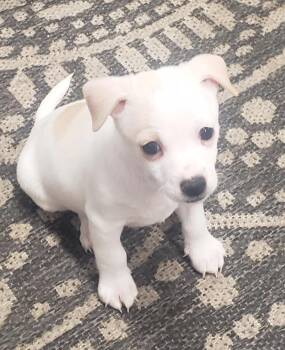 Casper -  Chihuahua Dog for Adoption in Ephrata, Washington - Casper | PetCurious