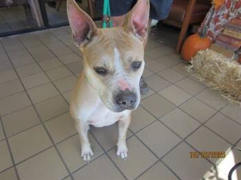 Rescue Pit Bull Terrier Dogs for Adoption in Ocala, Florida - ARIELLE | PetCurious