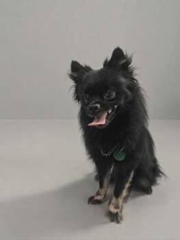 Lionel -  Chihuahua and Pomeranian Dog for Adoption in Delson, Quebec - Lionel | PetCurious