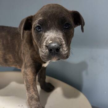 Iced Vanilla Berry -  Mixed Breed Dog for Adoption in Chattanooga, Tennessee - Iced Vanilla Berry | PetCurious