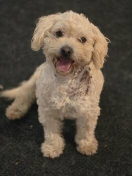 Noodles -  Poodle Dog for Adoption in Bend, Oregon - Noodles | PetCurious