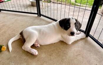 Pinky Lee -  Great Pyrenees Dog Available for Adoption in Leander, Texas - Pinky Lee | PetCurious