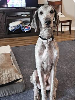 Rasta -  Labrador Retriever Dog for Adoption in Merrillville, Indiana - Rasta | PetCurious