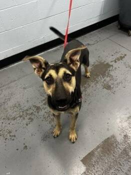 Margaret -  German Shepherd Dog Dog for Adoption in Sacramento, California - Margaret | PetCurious