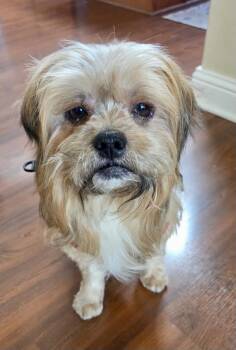 Terrier Dogs Available for Adoption in Livermore, California - Chewy | PetCurious