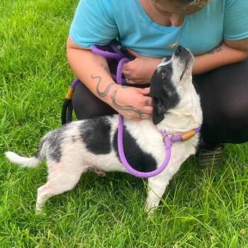 Roscoe -  Chihuahua and Rat Terrier Dog for Adoption in Erie, Pennsylvania - Roscoe | PetCurious