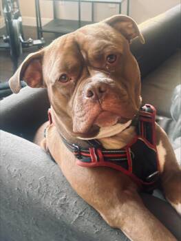 Flex CL -  American Bulldog Dog for Adoption in Kansas City, Missouri - Flex CL | PetCurious