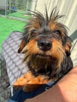Trixie -  Yorkshire Terrier and Dachshund Dog for Adoption in Waterloo, Illinois - Trixie | PetCurious
