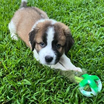 CT Spaghetti -  Saint Bernard Dog for Adoption in Stormville, New York - CT Spaghetti | PetCurious