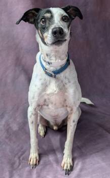 Parson Russell Terrier and Mixed Breed Dogs Available for Adoption - JOSEPH | PetCurious