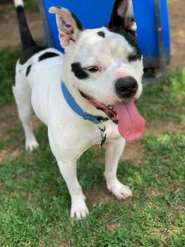 Mixed Breed Dogs Available for Adoption in Douglas, Massachusetts - Freddy  | PetCurious