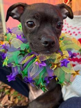 Boston Terrier and Chihuahua Dogs Available for Adoption - Cassie | PetCurious