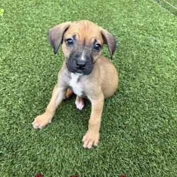 Mixed Breed Dogs Available for Adoption in Loxahatchee Groves, Florida - Kissy 9509 | PetCurious