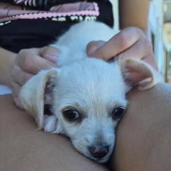 Twix -  Terrier and Chihuahua Dog for Adoption in Prescott, Arizona - Twix | PetCurious