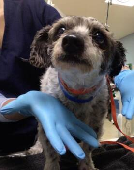 BEBE -  Chihuahua and Yorkshire Terrier Dog for Adoption in Riverside, California - BEBE | PetCurious