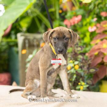 Rangoon -  Hound and Labrador Retriever Dog for Adoption in Wake Forest, North Carolina - Rangoon | PetCurious
