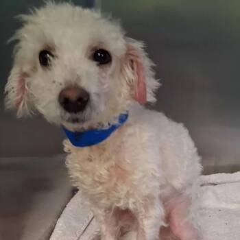 Oliver -  Miniature Poodle and Mixed Breed Dog for Adoption in Spokane, Washington - Oliver | PetCurious