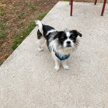 Shih Tzu Dogs Available for Adoption in Douglas, Georgia - Izzy | PetCurious