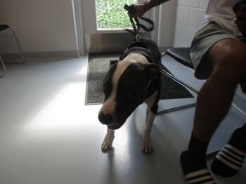 ROCKY -  Pit Bull Terrier and Mixed Breed Dog for Adoption in Ocala, Florida - ROCKY | PetCurious
