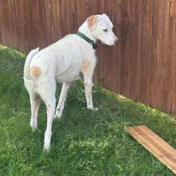 Terrier Dogs Available for Adoption in Dallas, Texas - Toby VII (New Digs) | PetCurious