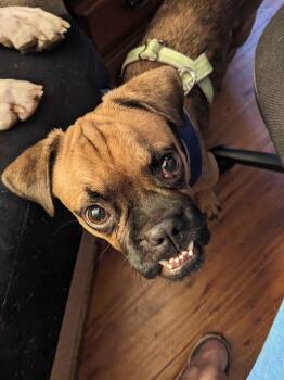 Pugsy Malone -  Pug Dog for Adoption in Austin, Texas - Pugsy Malone | PetCurious