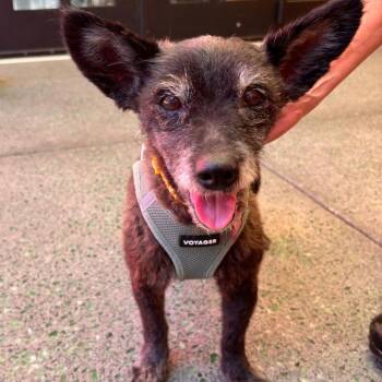 KT Tunstall 14543 -  Terrier Dog for Adoption in San Francisco, California - KT Tunstall 14543 | PetCurious