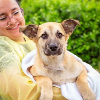 Skye -  Shepherd and Mixed Breed Dog for Adoption in Hattiesburg, Mississippi - Skye | PetCurious