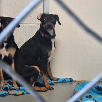 DumDum -  Chihuahua Dog for Adoption in Saint Marys, Pennsylvania - DumDum | PetCurious