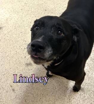Lindsey -  Black Labrador Retriever Dog for Adoption in Muncie, Indiana - Lindsey | PetCurious