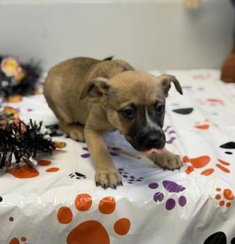 Shrek -  Australian Cattle Dog Blue Heeler Dog for Adoption in Tacoma, Washington - Shrek | PetCurious