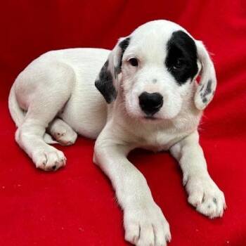Dalmatian and Poodle Dogs Available for Adoption - Lego | PetCurious