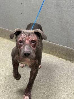 Pit Bull Terrier Dogs Available for Adoption in Las Vegas, Nevada - CYNTHIA | PetCurious
