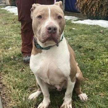 Mixed Breed Dogs Available for Adoption - Franco | PetCurious