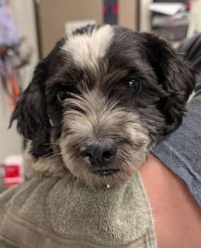 BURT -  Terrier Dog for Adoption in Ontario, California - BURT | PetCurious