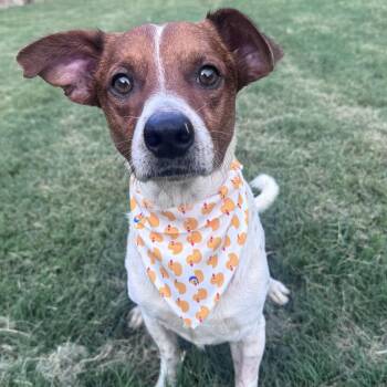 Cody -  Jack Russell Terrier and Terrier Dog for Adoption in Martinez, California - Cody | PetCurious